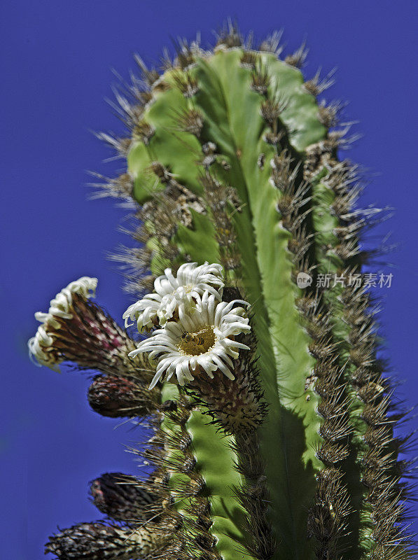 原住民的梳子仙人掌;Pachycereus pec- ab土著人，俗称毛刷或印第安梳，是一种原产于墨西哥的柱状仙人掌植物。拉巴斯仙人掌花园，索诺拉沙漠，南下加利福尼亚，墨西哥